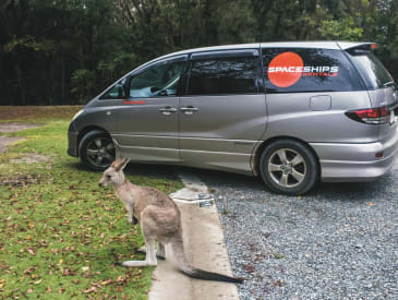 Känguru vor dem Beta Camper von Spaceships Australien