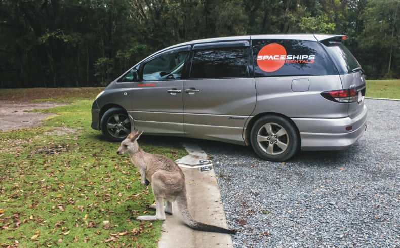 Känguru vor dem Beta Camper von Spaceships Australien